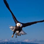 Eagle-Flying-Wallpaper